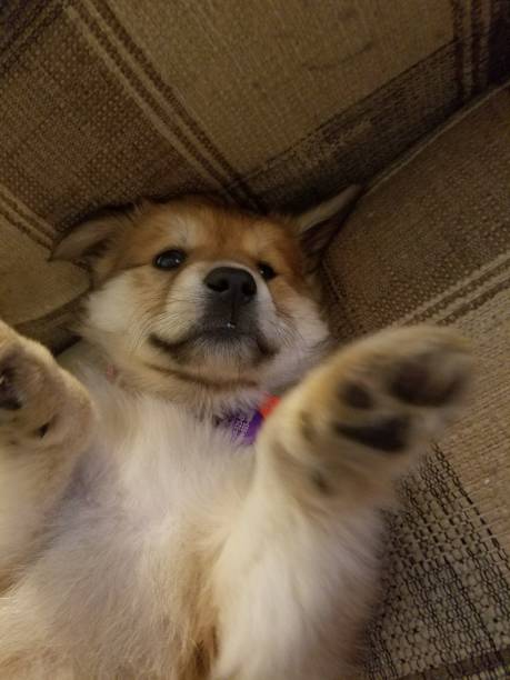 istock Woah hooman, whatcha doin???? 1181843112