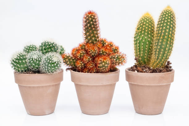 istock Collection of various cactus plants in stone pots. 1181843337