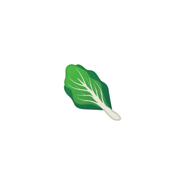 ilustraciones, imágenes clip art, dibujos animados e iconos de stock de icono vectorial verde hoja. aislado cos lechuga emoji, emoticon ilustración - beet green