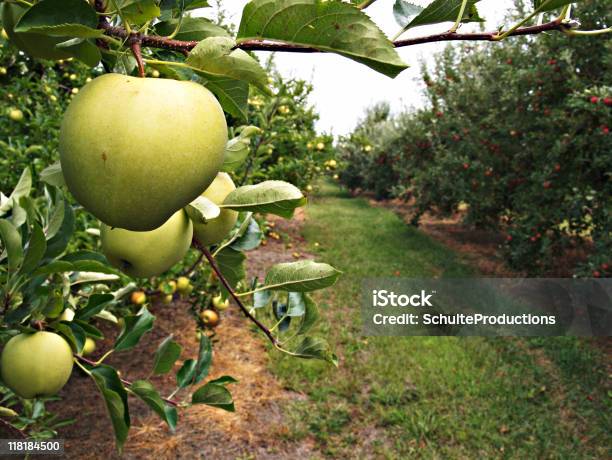 Apple Orchard Stockfoto und mehr Bilder von Apfel - Apfel, Apfelbaum, Apfelgarten