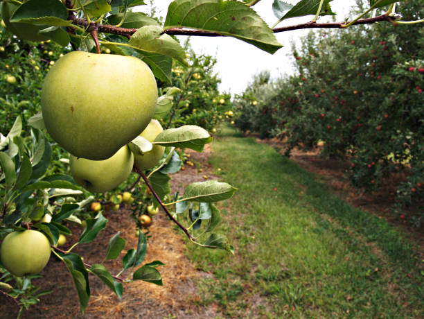 Free Stock Photo of Green apple hanging from a tree branch in an ...