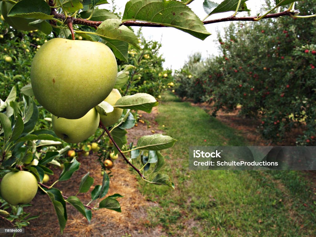 Sad jabłkowy - Zbiór zdjęć royalty-free (Bez ludzi)