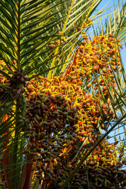 istock Palm tree with growing dates fruits 1181845014