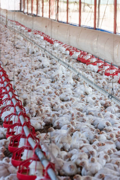 istock group of chicken hens for eggs 1181846373