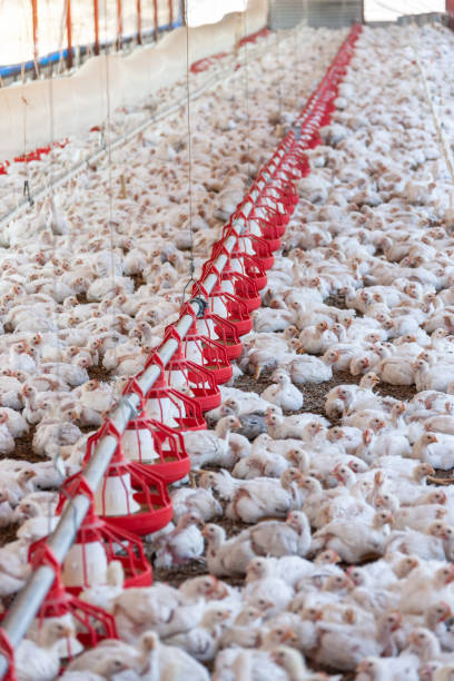 istock group of chicken hens for eggs 1181846378