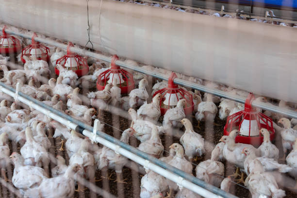istock group of chicken hens for eggs 1181846383