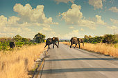 North Botswana family of elephants crossing the road