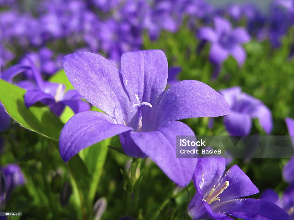 Campánula flor azul - Foto de stock de Aire libre libre de derechos