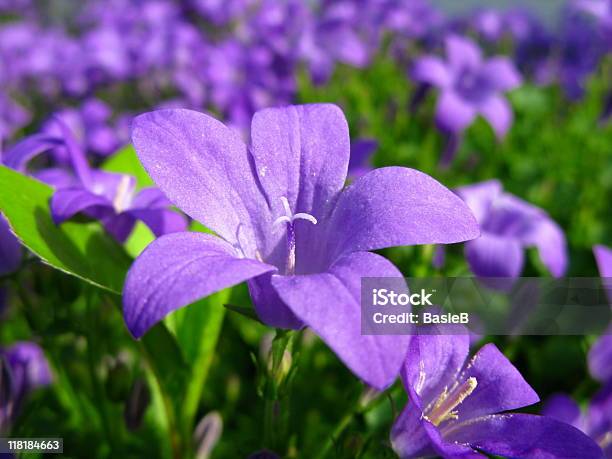 Campánula Flor Azul Foto de stock y más banco de imágenes de Aire libre - Aire libre, Aislado, Azul