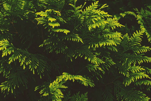 istock Green yellow leaves. Texture. Full frame. 1181846700