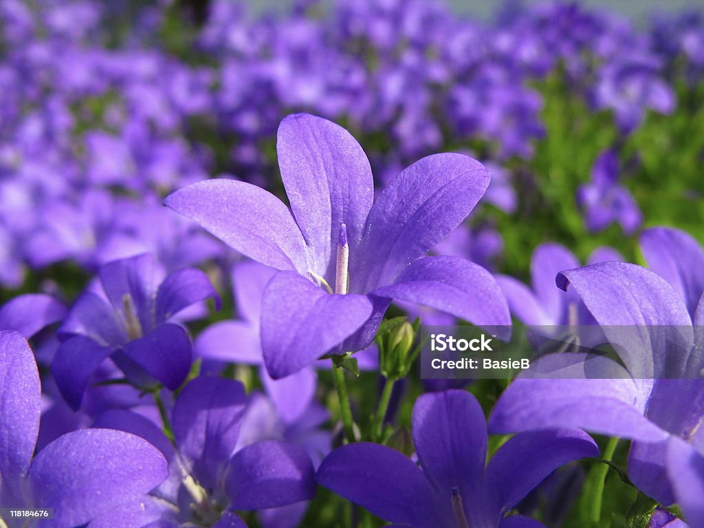 Niebieski Kampanula kwiat - Zbiór zdjęć royalty-free (Dzwonek wielkokwiatowy)