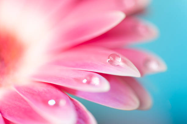 istock Beautiful close-up Gerbera daisy with drops, on the bokeh background. 1181848663
