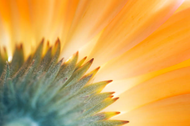 istock Beautiful close-up Gerbera daisy with drops, on the bokeh background. 1181848681