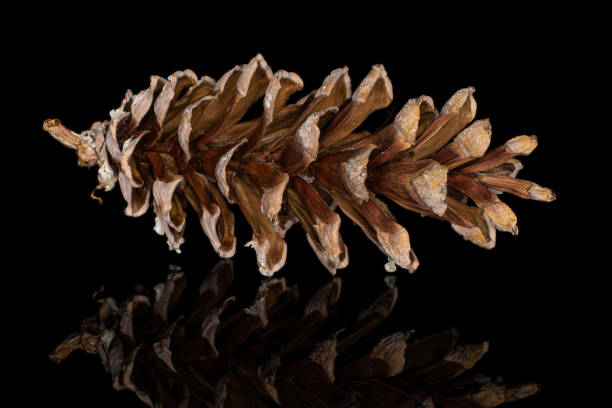 istock Brown forest pine cone isolated on black glass 1181849709