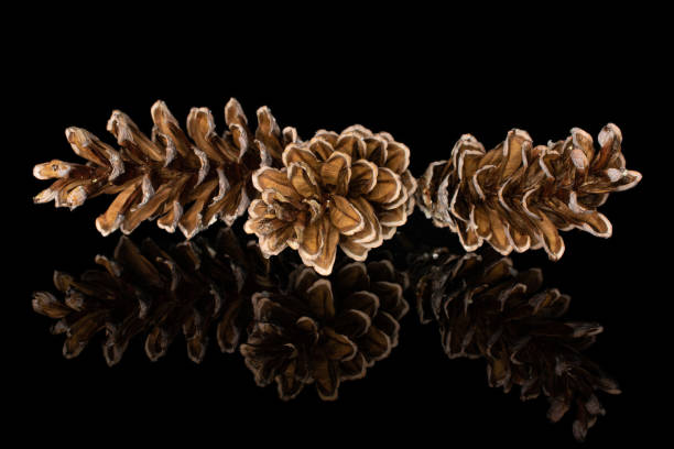 istock Brown forest pine cone isolated on black glass 1181849878