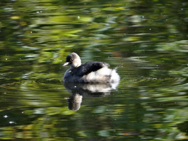 istock Side view of Little Grebe looking slightly to the front while floating on rippled green water 1181849928
