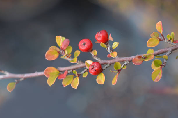 Rock cotoneaster Rock cotoneaster branch with berries - Latin name - Cotoneaster horizontalis cotoneaster horizontalis stock pictures, royalty-free photos & images