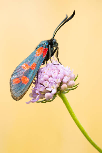 istock Beautiful colorful insect 1181851216