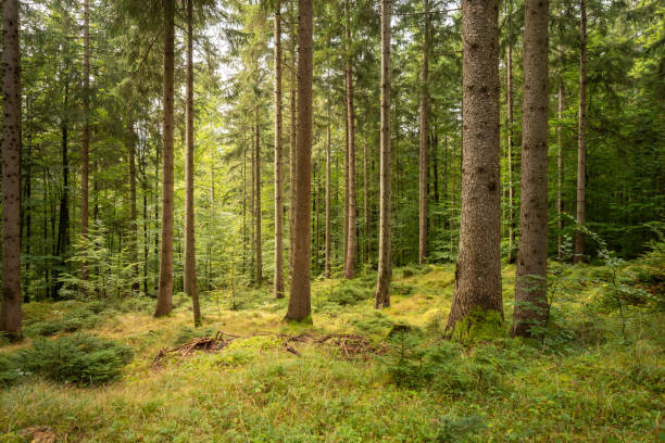 istock Many big trees in the forest, right in the middle is a path 1181851397
