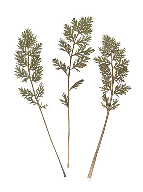 istock Composition of a carrot tops. Pressed and dried herbs. 1181851523