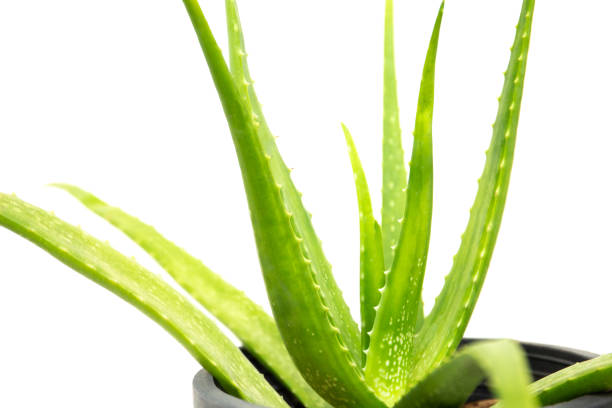 istock Aloe vera plant isolated on white background. 1181852162
