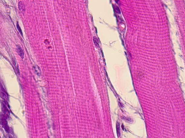 Skeletal striated muscle tissue. Microscopical image. Striated muscle tissue under the microscope. Muscle fibers, 1000x magnified. myosin stock pictures, royalty-free photos & images