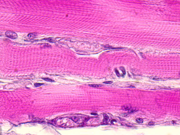 Skeletal striated muscle tissue under the microscope. Skeletal striated muscle tissue under the microscope. Muscle fibers, 1000x magnified. light micrograph stock pictures, royalty-free photos & images