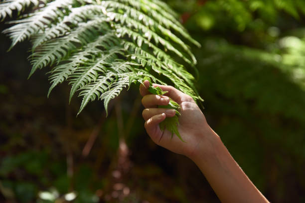 istock Hand holding a fern leaf frond 1181853157