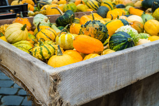 istock Pumpkins at the autumn market 1181855970