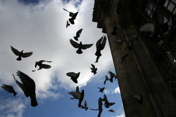 istock Aziziye Mosque and Flying Pigeons 1181856051