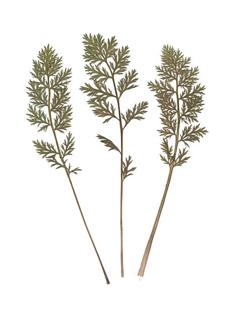 istock Composition of the carrot tops. 1181857104