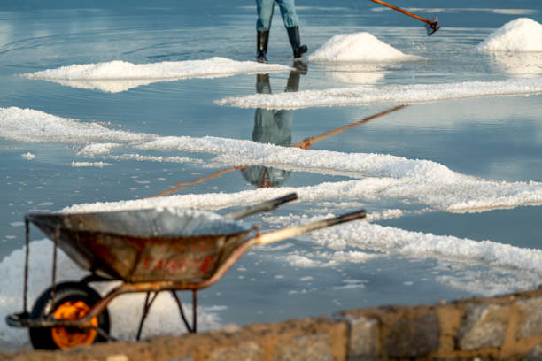 Men workers Raking and harvesting salt at Vietnam