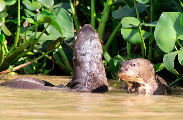 istock Giant River Otters playing in the river 1181857446