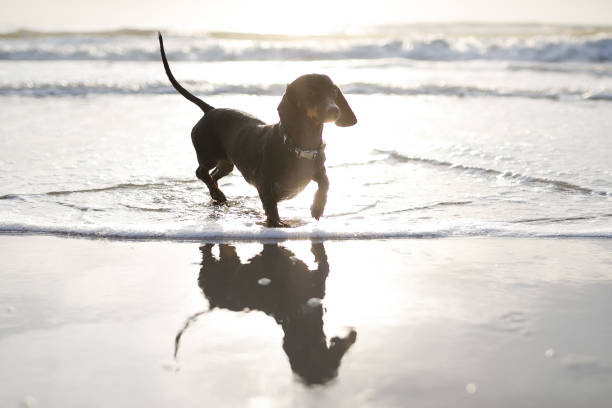 Dog playing at the beach.