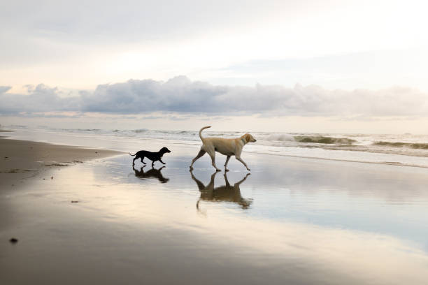 due cani che camminano sulla spiaggia - cane al mare foto e immagini stock