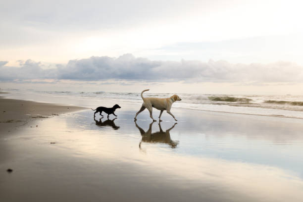 two dogs walking on the beach Dog playing at the beach. dog beach stock pictures, royalty-free photos & images