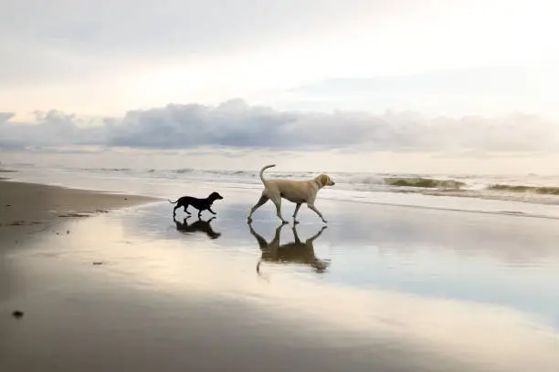 Photo of two dogs walking on the beach