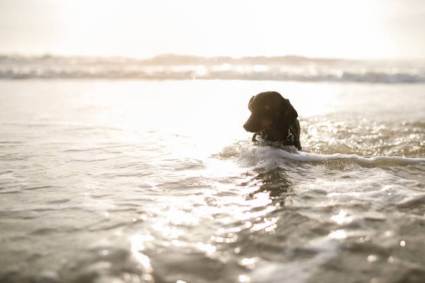 Dog playing at the beach.