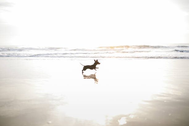 istock Dog running at the beach 1181857611