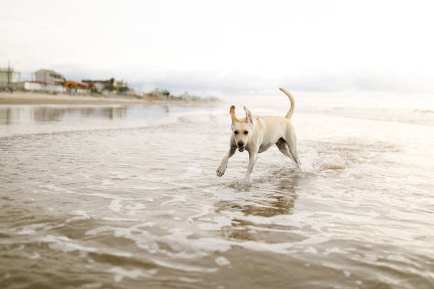 istock Dog running at the beach 1181857612