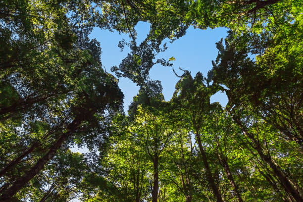 concepto de conservación ambiental - global warming fotografías e imágenes de stock