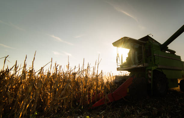 istock Combine Operator Harvesting Corn on the Field in sunset. 1181858947