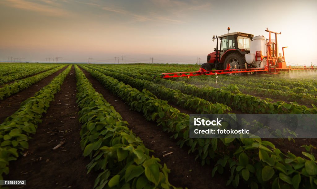 Tractor spraying pesticides on soybean field  with sprayer at spring Agriculture Stock Photo