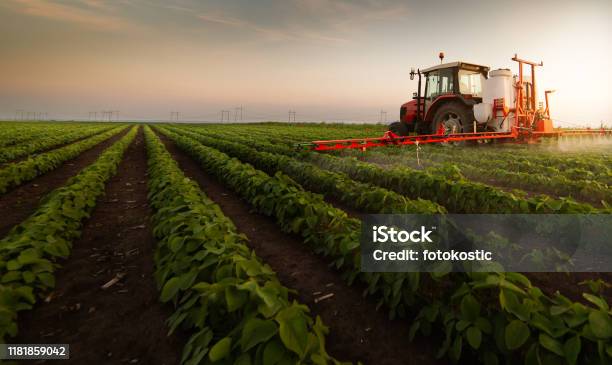 Tractor Spraying Pesticides On Soybean Field With Sprayer At Spring Stock Photo - Download Image Now