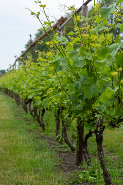 istock Rows on white wine grape plants on Dutch vineyard in North Brabant 1181860571