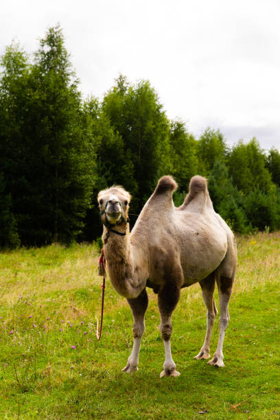 istock Camel walking on the green lawn 1181860746