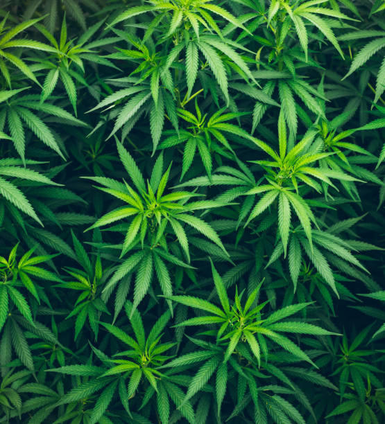 istock marijuana leaves background wallpaper cannabis 1181862312