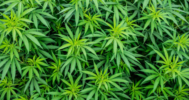istock leaf cannabis green plant background marijuana 1181862330