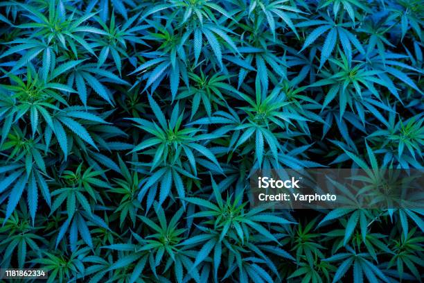 Blue Cannabis Strains Background Marijuana Blue Dream Stock Photo - Download Image Now