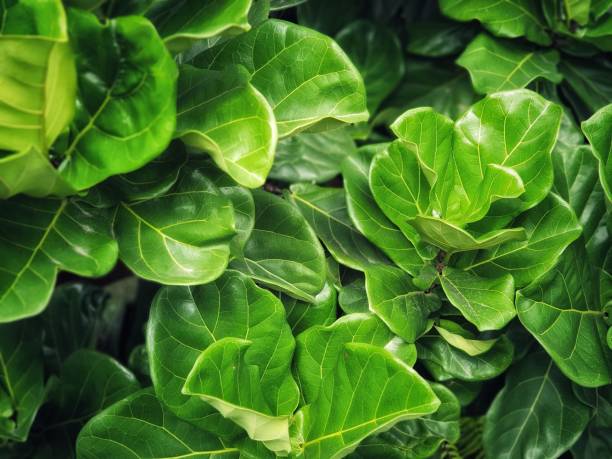 fiddle fig est une plante tropicale de la famille banyan - fig leaf photos et images de collection